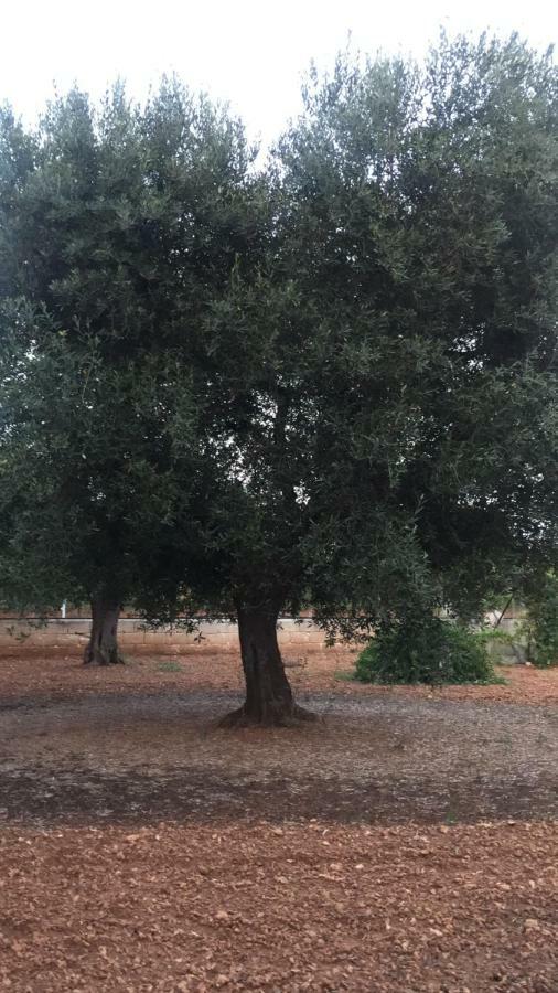 La Tana Di Cruk Διαμέρισμα San Vito dei Normanni Εξωτερικό φωτογραφία